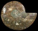 Polished Ammonite Fossil (Half) - Agatized #51787-1